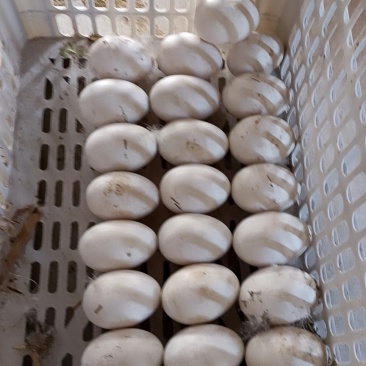 烟台跑山每日鲜鹅蛋