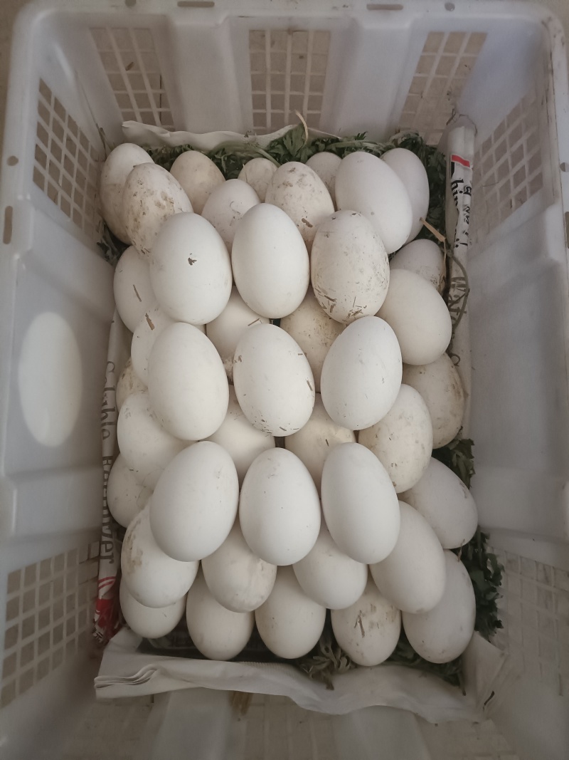 烟台跑山每日鲜鹅蛋