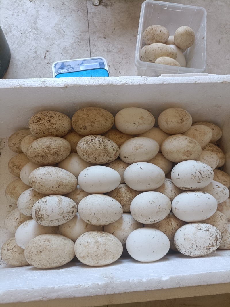 烟台跑山每日鲜鹅蛋
