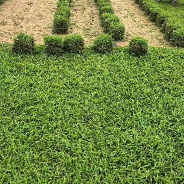草皮/草坪草/广州大叶尤草坪草/基地直发/价格便宜