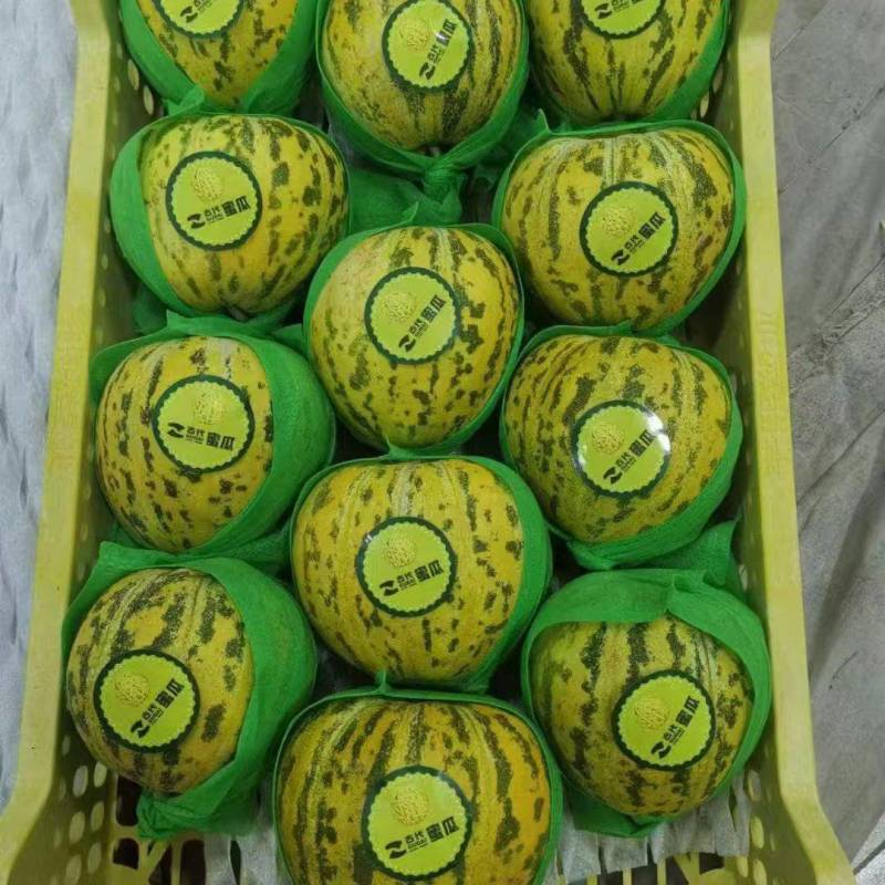 安徽八里香甜瓜大量供应产地直发品质保证量大价优全国发货