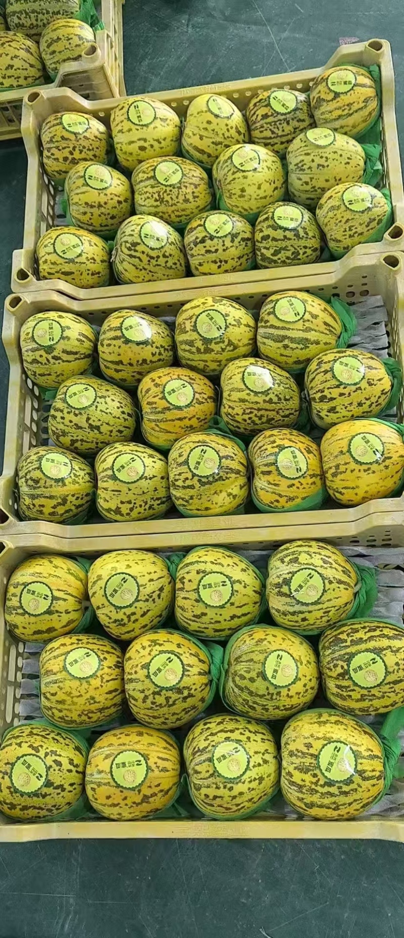 安徽八里香甜瓜大量供应产地直发品质保证量大价优全国发货