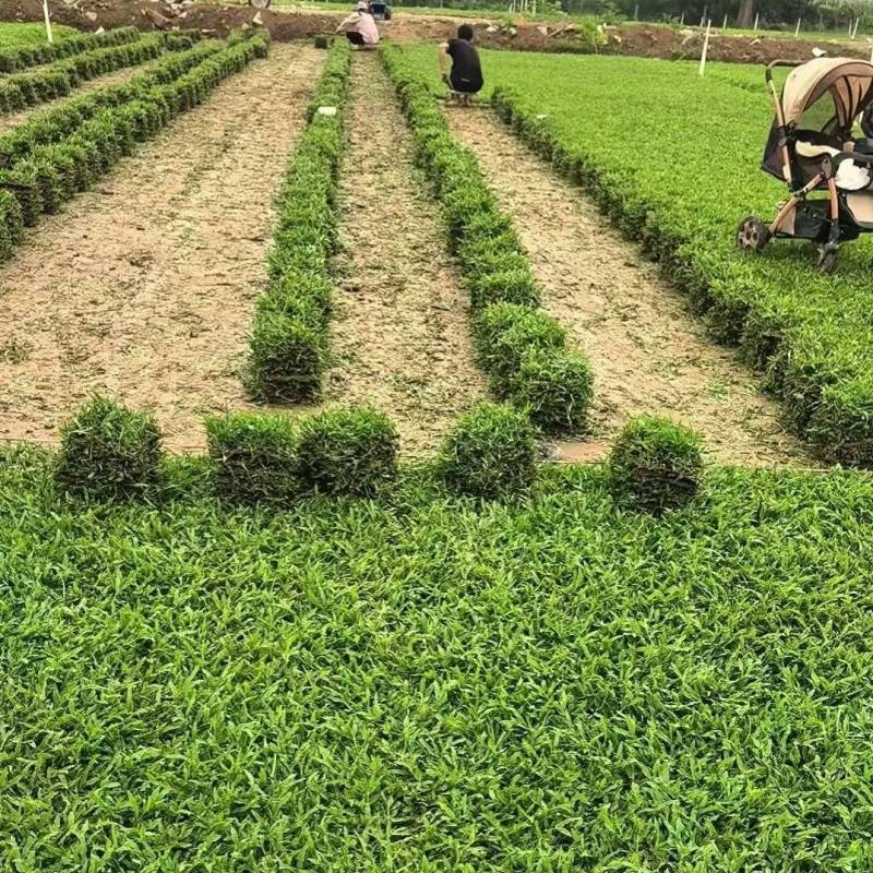 《精品草坪草》大叶尤草坪草/基地直发/价格便宜/规格齐全