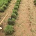 《精品草坪草》大叶尤草坪草/基地直发/价格便宜/规格齐全