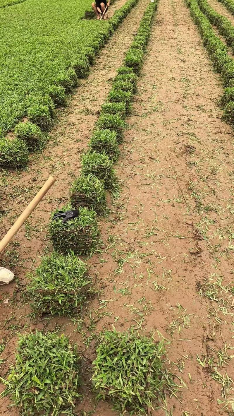 《精品草坪草》大叶尤草坪草/基地直发/价格便宜/规格齐全
