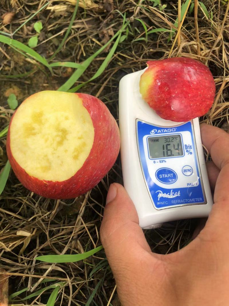 云南特早熟红糖心苹果，高山原生态种植，支持商超，一件代发