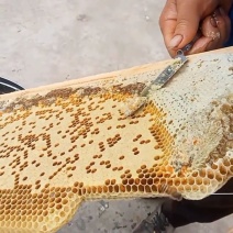 纯蜂蜜