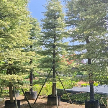 精品货锦叶榄仁袋苗假植苗5-15公分各规格有量供应