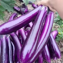 茄子新鲜紫皮长茄子红烧当季新鲜蔬菜茄子代办代发