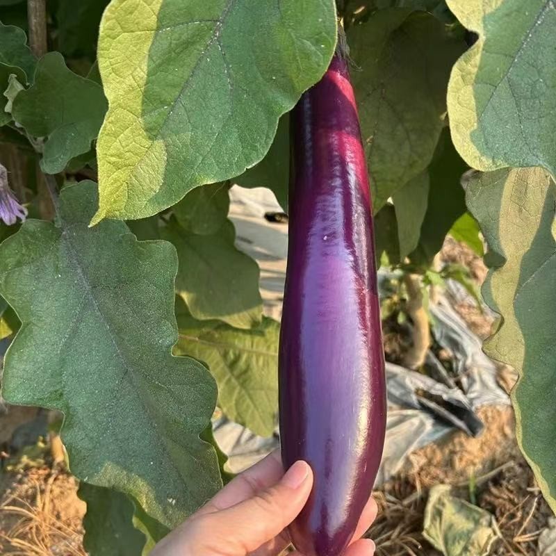 茄子新鲜紫皮长茄子红烧当季新鲜蔬菜茄子代办代发