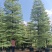 精品货锦叶榄仁袋苗假植苗5-15公分各规格有量供应
