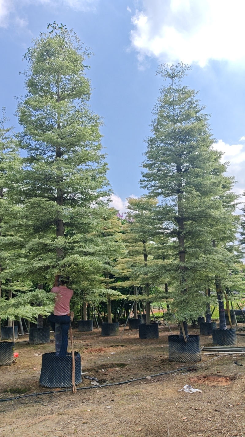 精品货锦叶榄仁袋苗假植苗5-15公分各规格有量供应