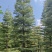 精品货锦叶榄仁袋苗假植苗5-15公分各规格有量供应
