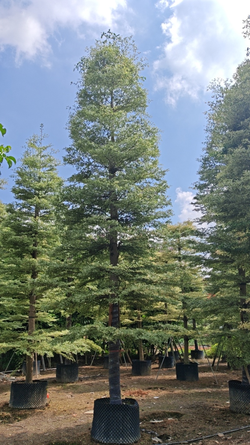 精品货锦叶榄仁袋苗假植苗5-15公分各规格有量供应