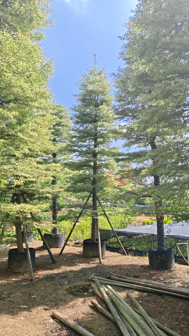 精品货锦叶榄仁袋苗假植苗5-15公分各规格有量供应