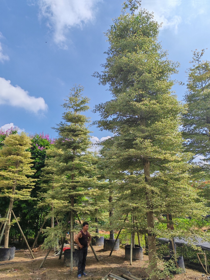 精品货锦叶榄仁袋苗假植苗5-15公分各规格有量供应