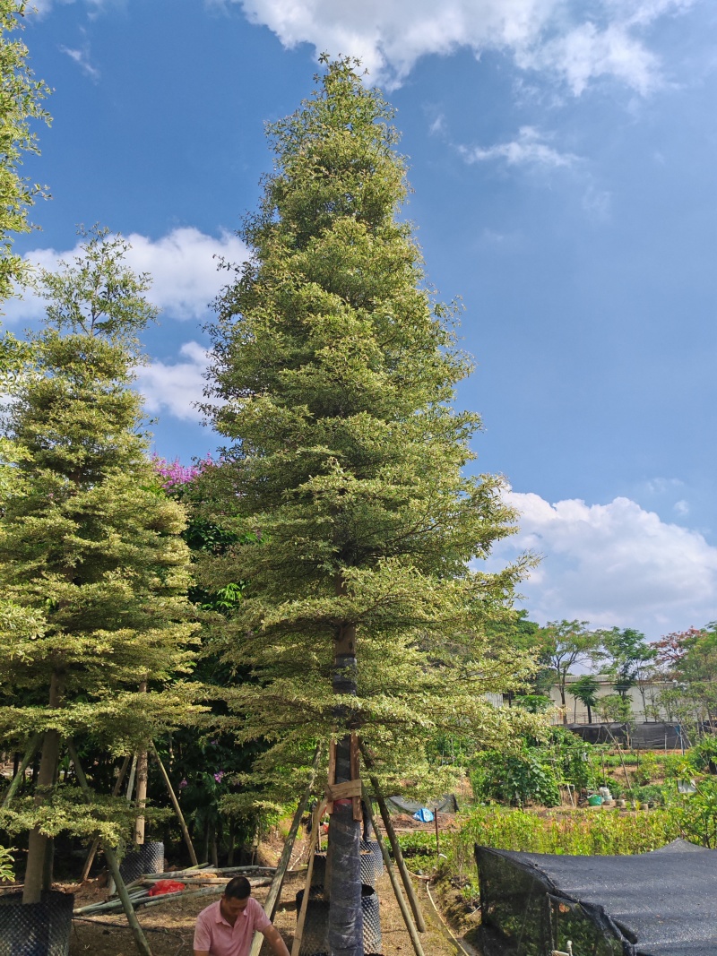 精品货锦叶榄仁袋苗假植苗5-15公分各规格有量供应