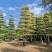 精品货锦叶榄仁袋苗假植苗5-15公分各规格有量供应