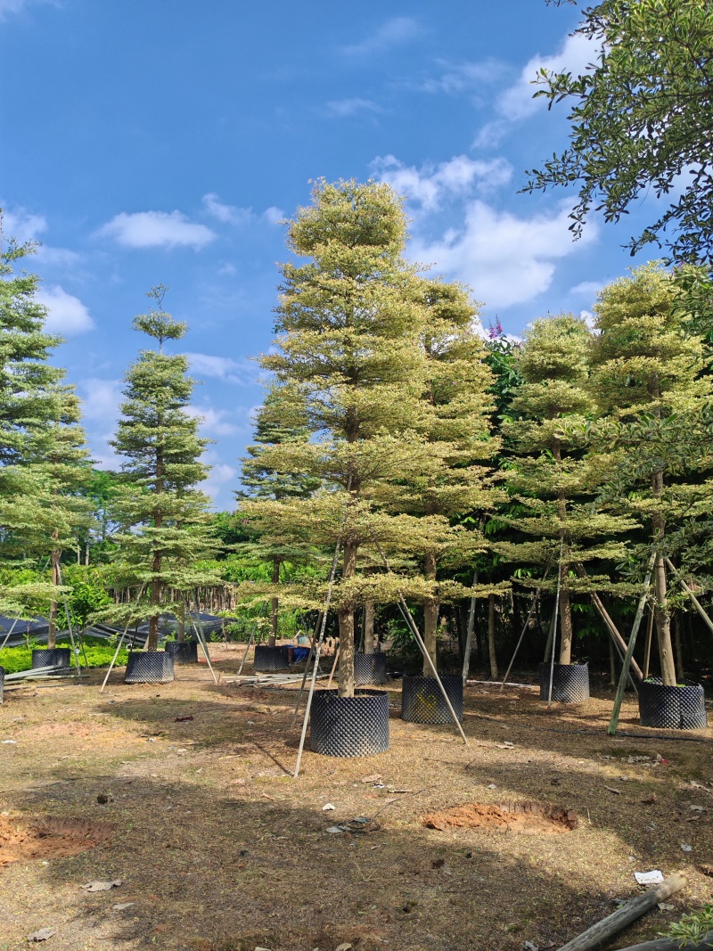 精品货锦叶榄仁袋苗假植苗5-15公分各规格有量供应