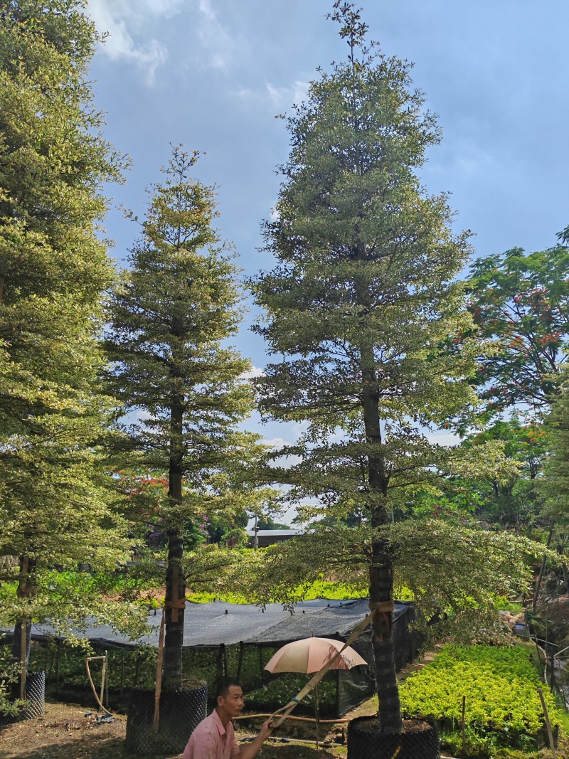 精品货锦叶榄仁袋苗假植苗5-15公分各规格有量供应