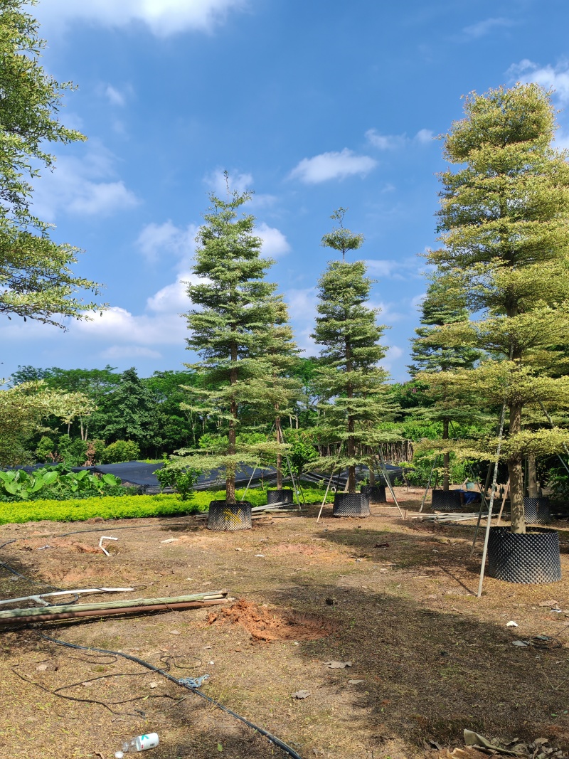 精品货锦叶榄仁袋苗假植苗5-15公分各规格有量供应