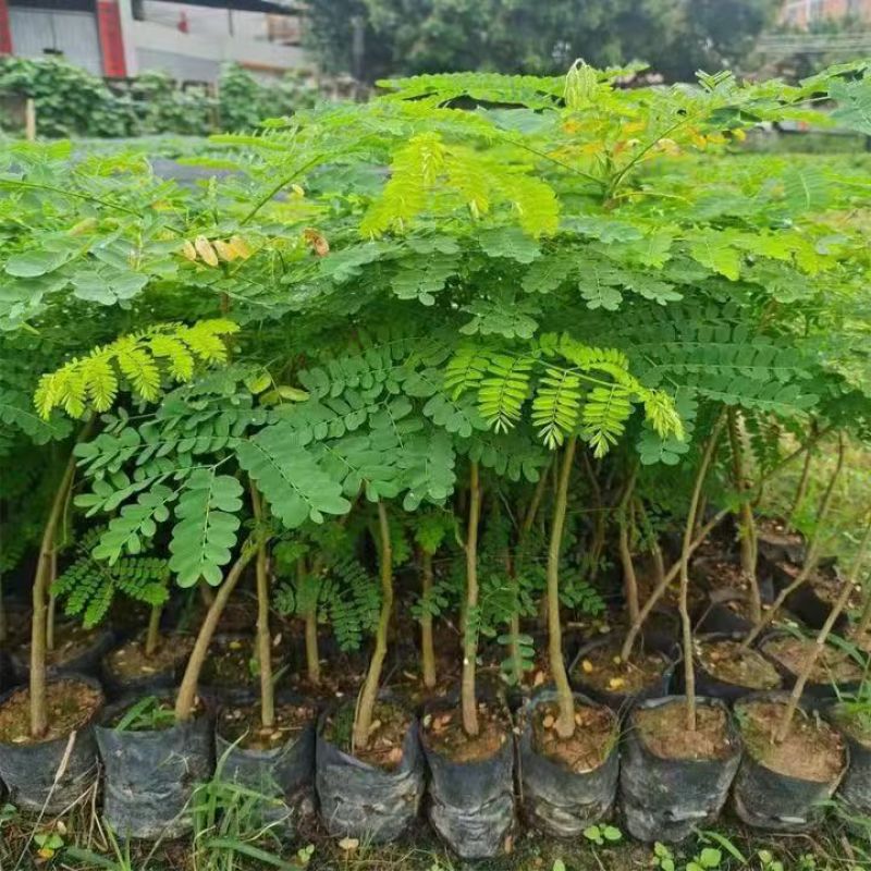 凤凰木苗圃基地凤凰树苗粗度1到几十公分，原土盆发货