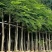 凤凰木苗圃基地凤凰树苗粗度1到几十公分，原土盆发货