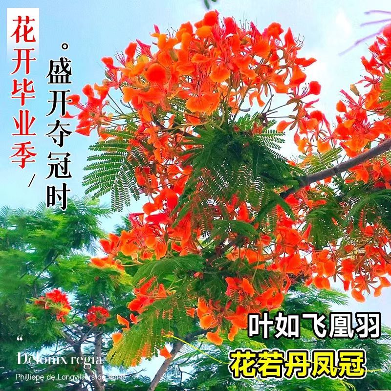 凤凰木苗圃基地凤凰树苗粗度1到几十公分，原土盆发货