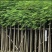 凤凰木苗圃基地凤凰树苗粗度1到几十公分，原土盆发货