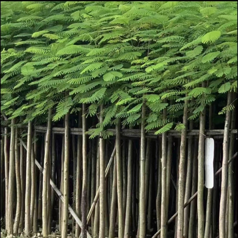 凤凰木苗圃基地凤凰树苗粗度1到几十公分，原土盆发货
