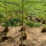 凤凰木苗圃基地凤凰树苗粗度1到几十公分，原土盆发货