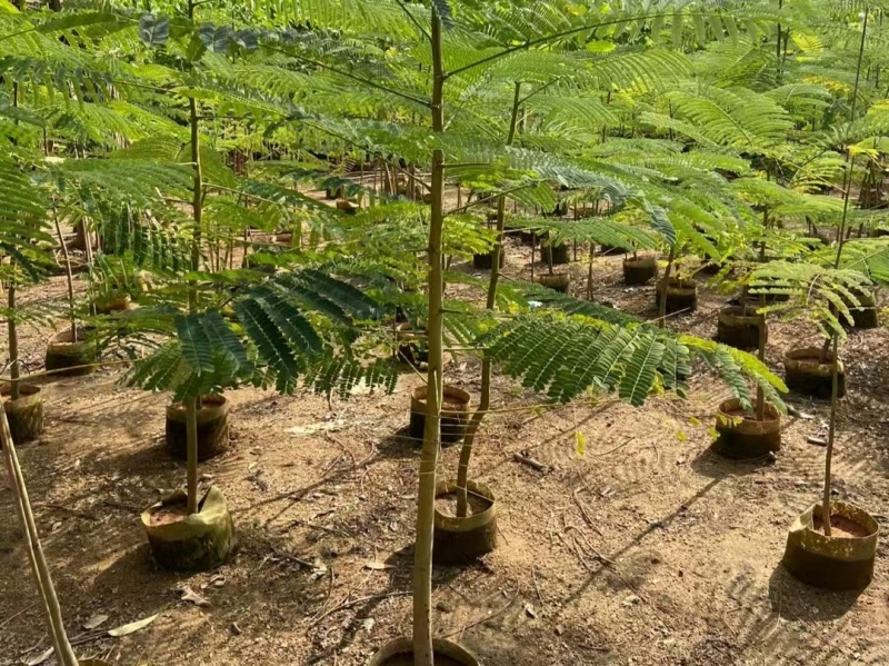 凤凰木苗圃基地凤凰树苗粗度1到几十公分，原土盆发货