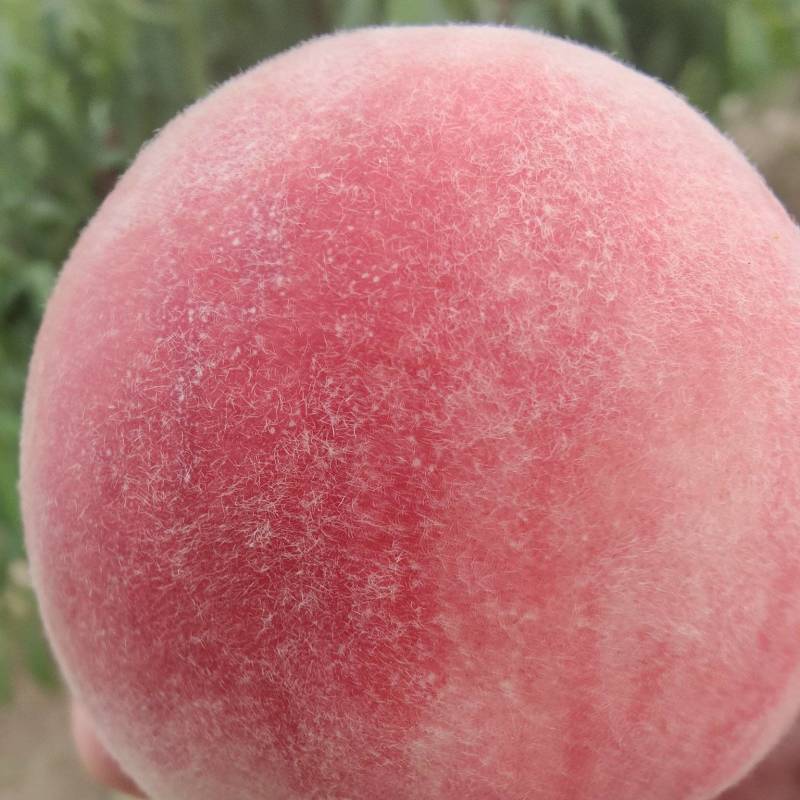 纸代突围桃果面干净，口味香甜，汁多味好。