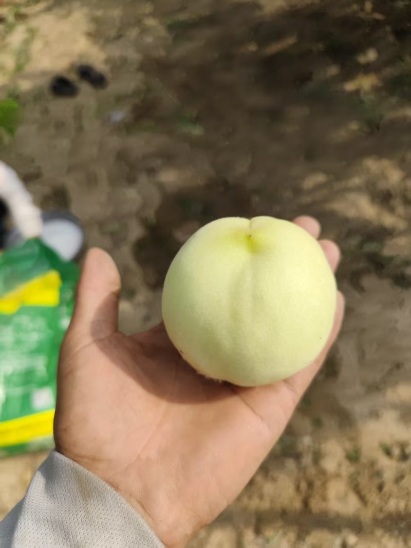 宁陵县突围桃，产地一手货源，量大优惠，可以视频看货，欢迎合作