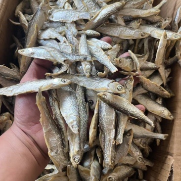 精品水煮白条鱼干地摊电商批发无盐白条鱼干河鱼鱼仔餐条鱼
