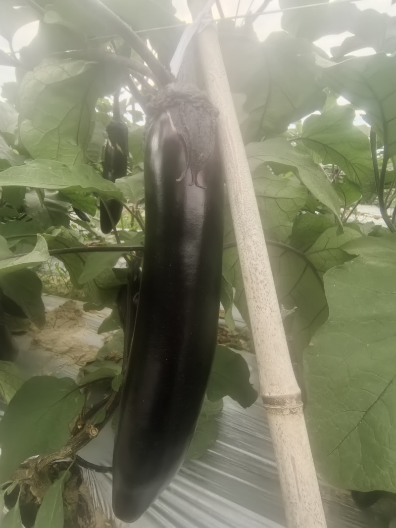 四川遂宁茄子大量上市