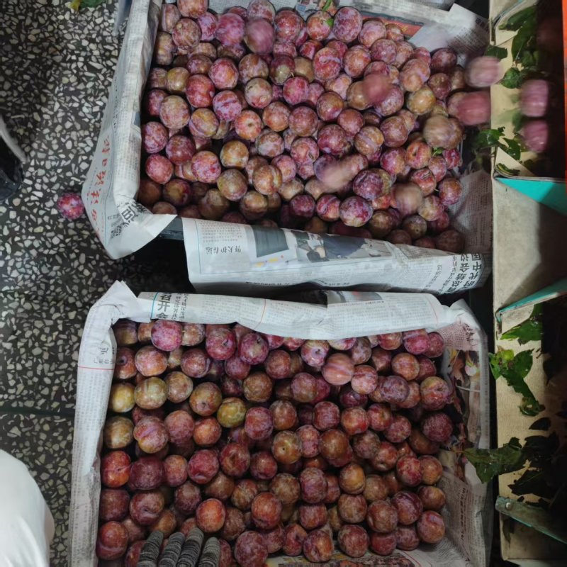 银妃三华李，每天大量供应全国各地，电商平台商超社区团购等