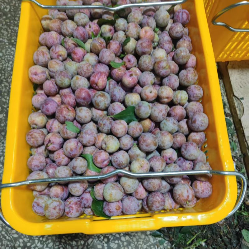 银妃三华李，每天大量供应全国各地，电商平台商超社区团购等
