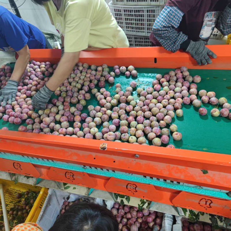 银妃三华李，每天大量供应全国各地，电商平台商超社区团购等