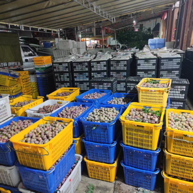 银妃三华李，每天大量供应全国各地，电商平台商超社区团购等