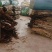 杜仲皮