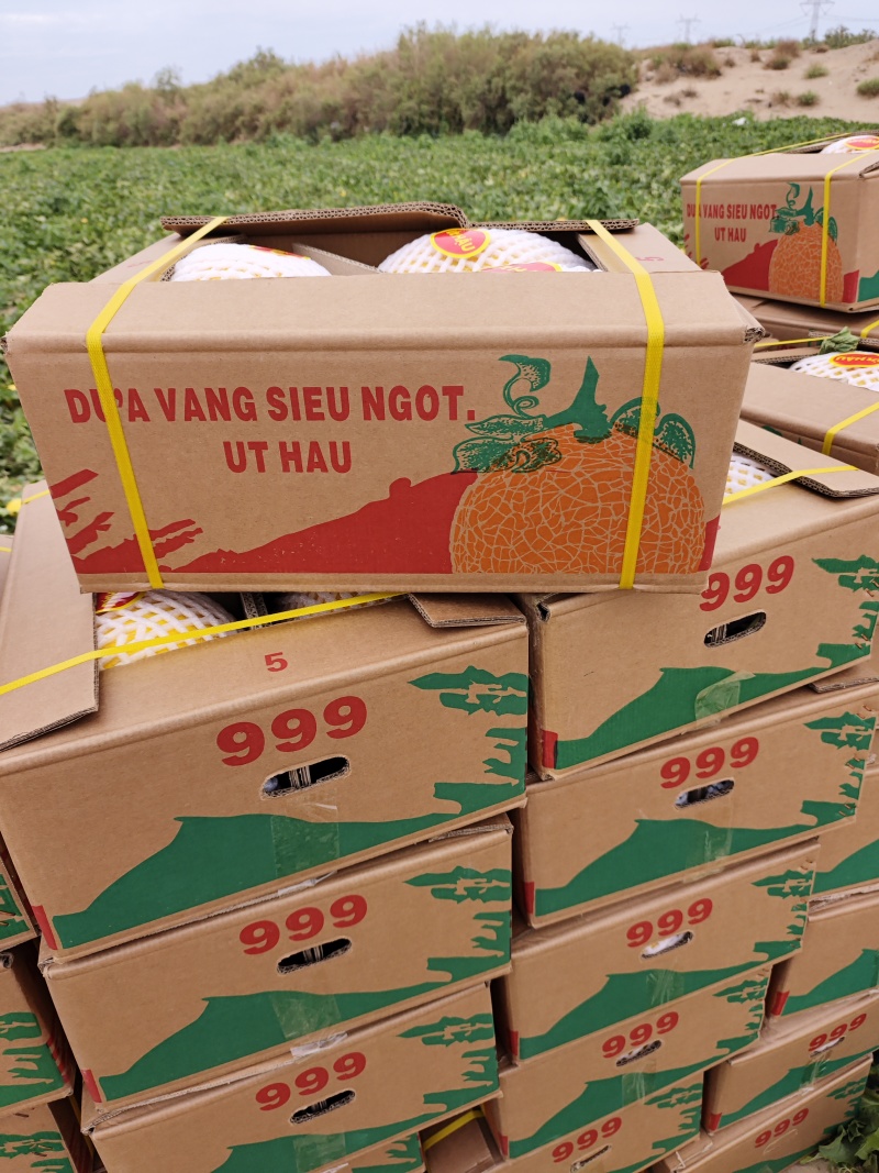 哈密瓜品种齐全：金色年华西州蜜晓密八六王子鼎蜜