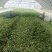 广东菜心大量有货基地直供品质优可对接市场商超欢迎咨询来电