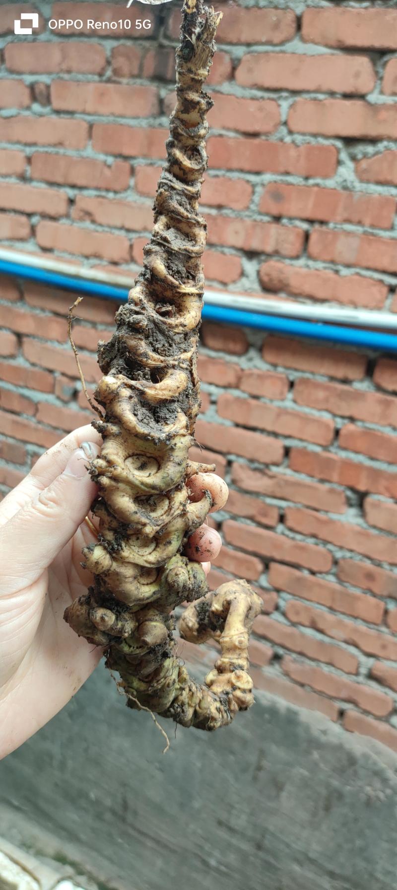 野生竹节生三七