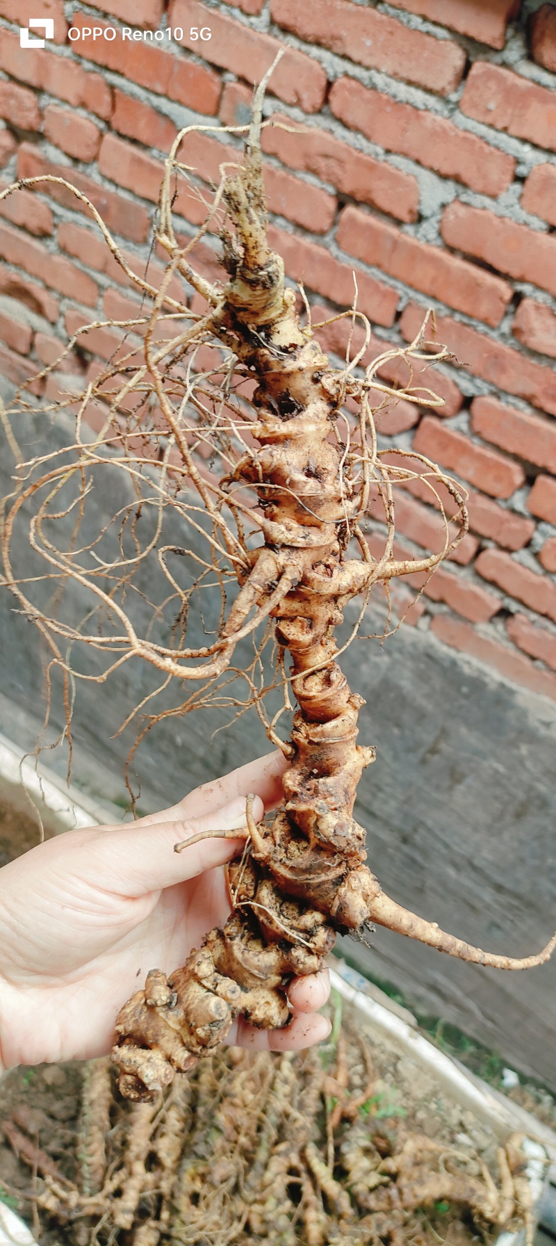 野生竹节生三七