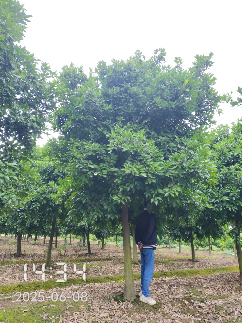 D15高分枝香橼树
