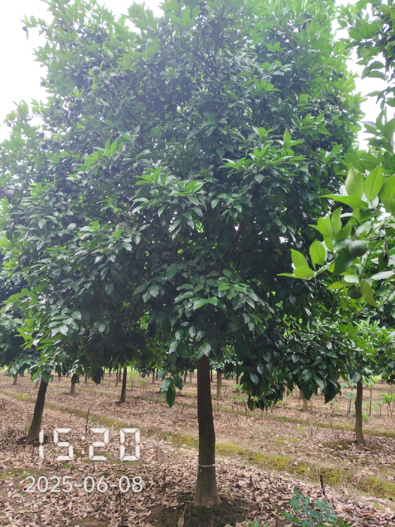 D15高分枝香橼树