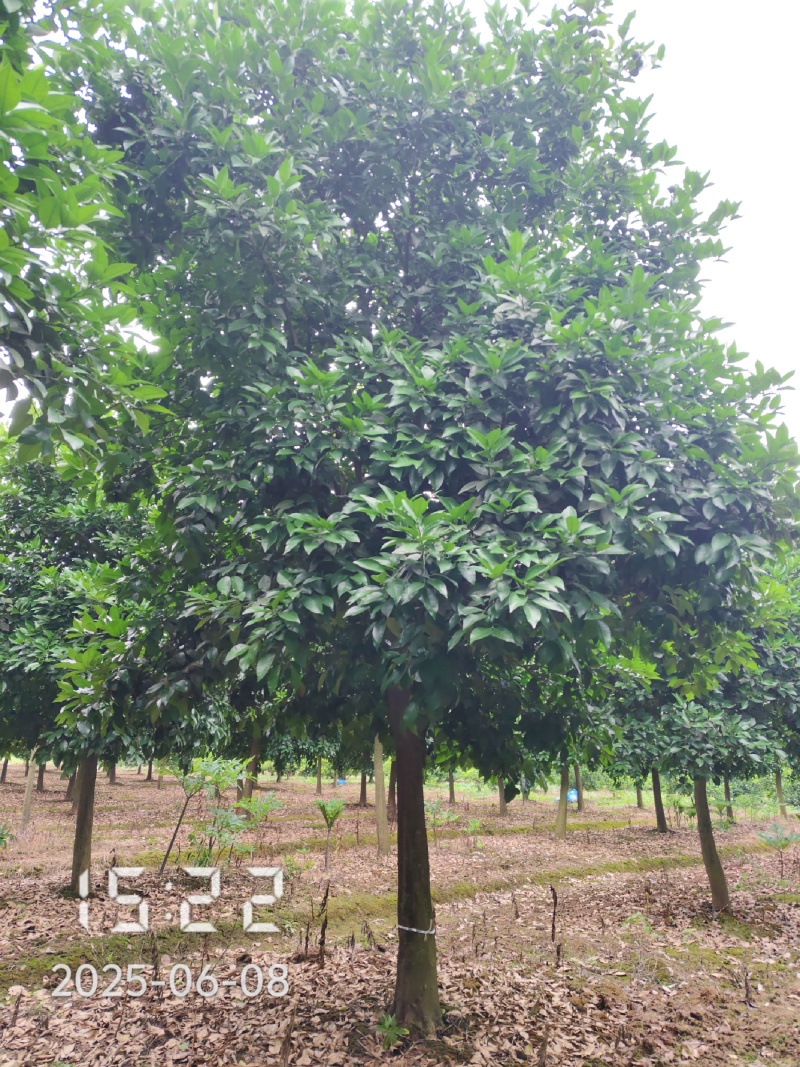D15高分枝香橼树