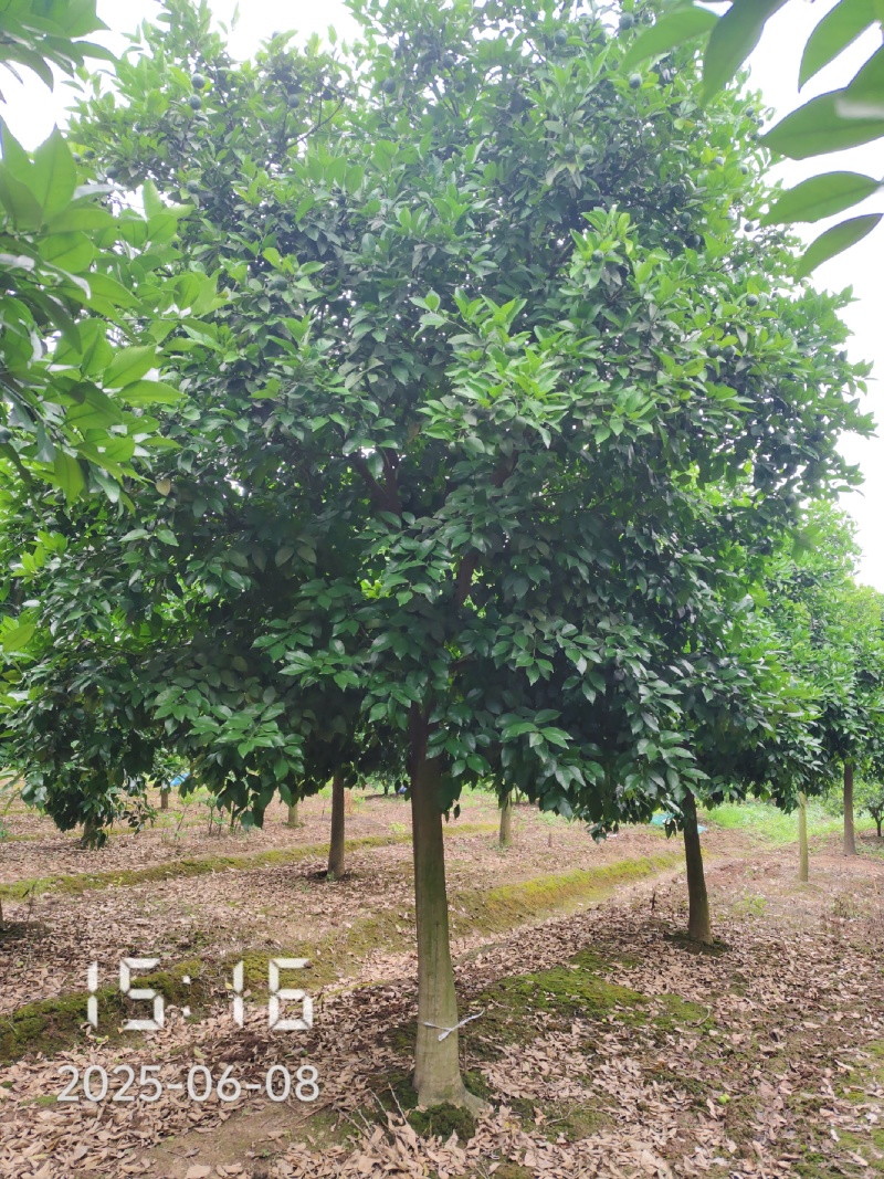 D15高分枝香橼树