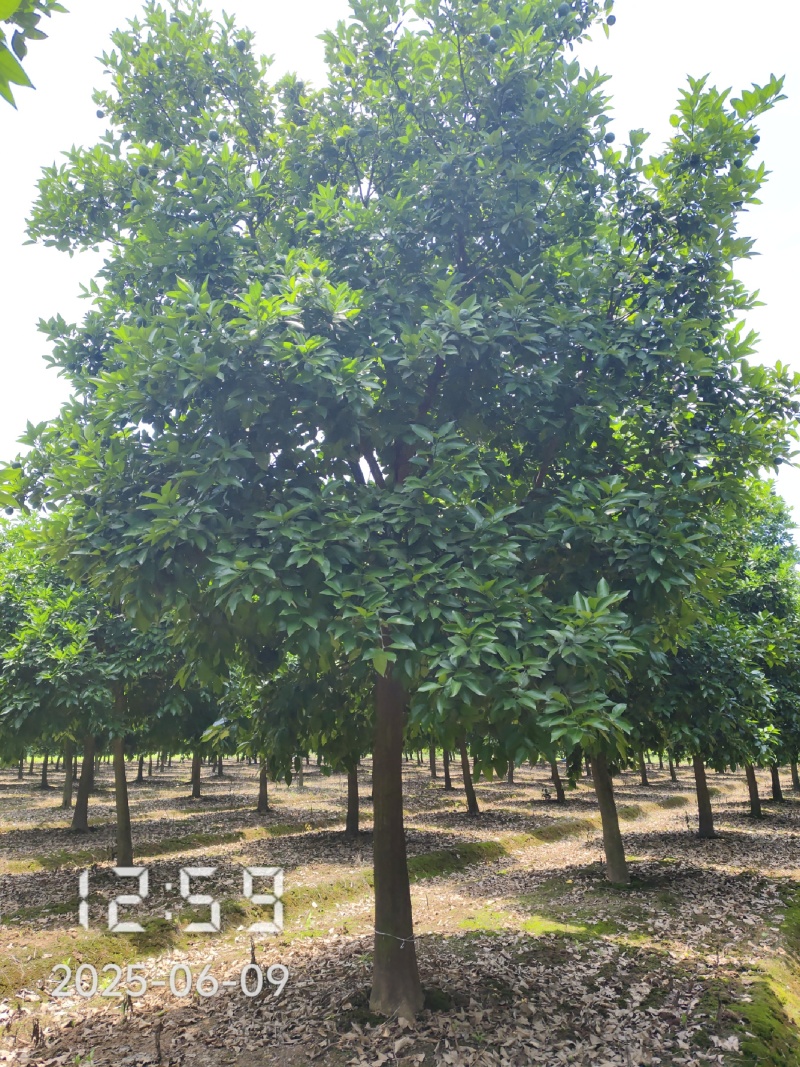 D15高分枝香橼树
